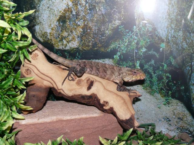 Calotes versicolor 