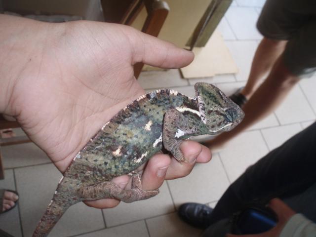 Chamiukas