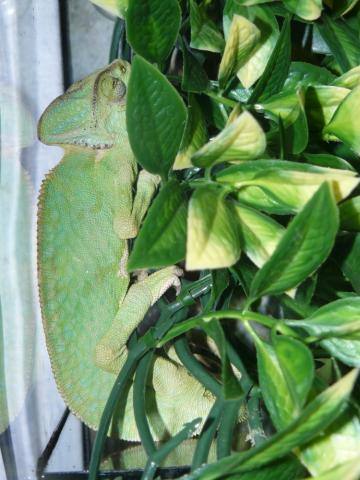 Chamaeleo calypratus