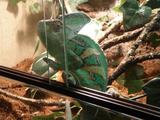 Chamaeleo calyptratus
