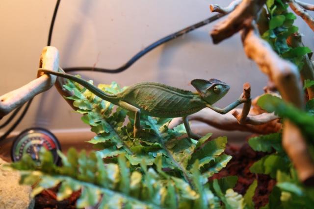 Chamaeleo calypratus 