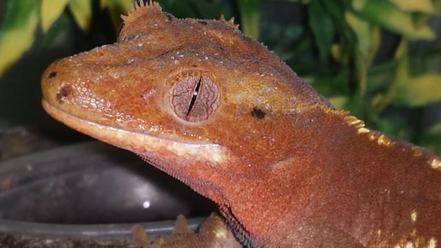 Correlophus ciliatus