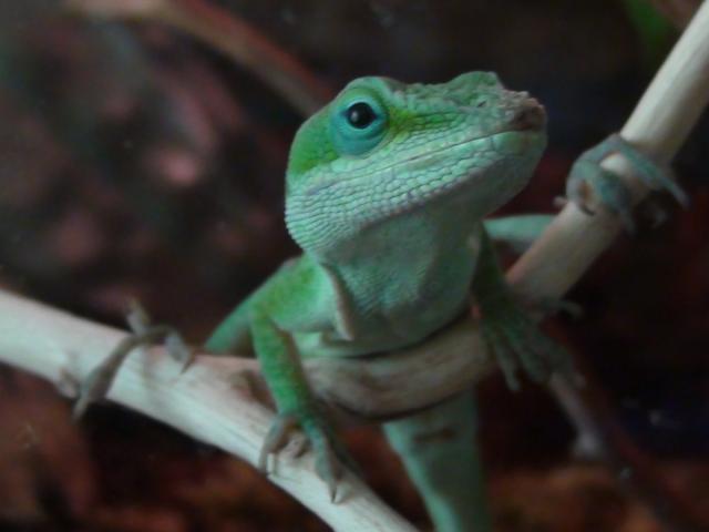 Anolis carolinensis
