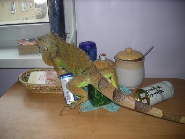 Iguana