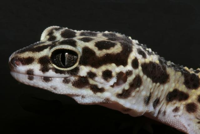 Dinozauriukas
