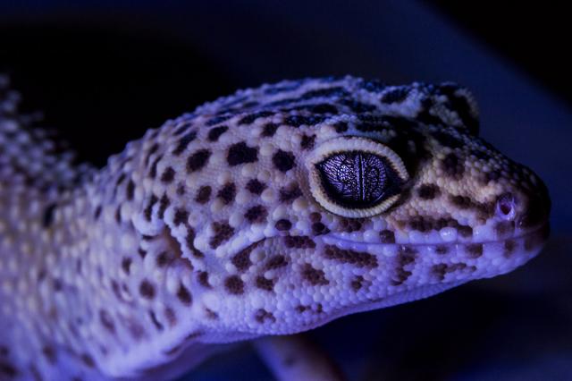 eublefaras