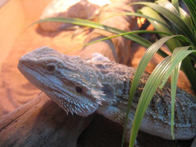 Agama