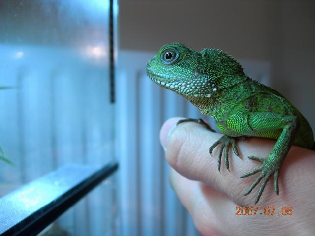 Water dragon