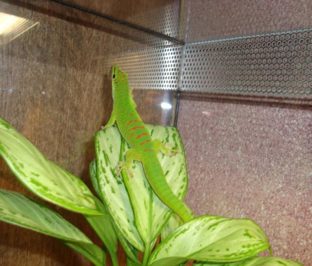 Phelsuma madagascariensis
