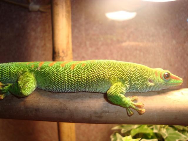 Phelsuma madagascariensis