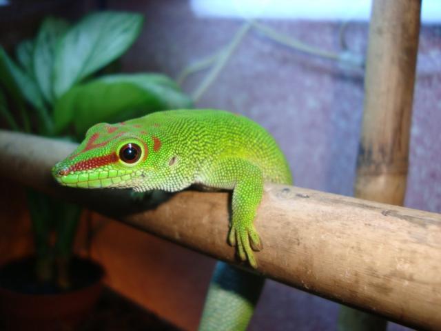 Phelsuma madagascariensis