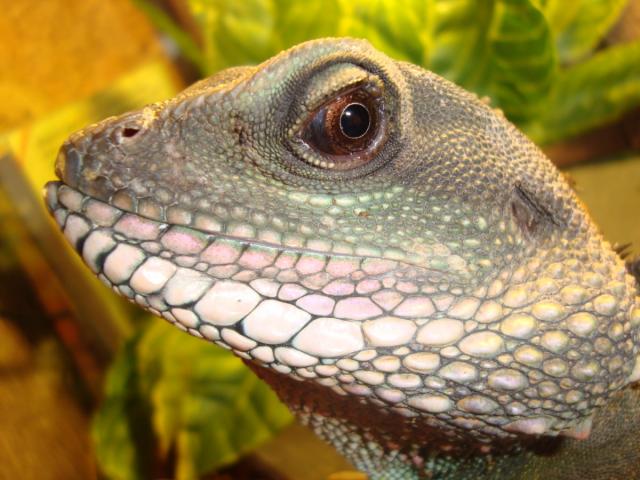 Vandenine agama 