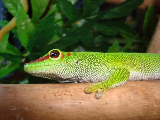 Phelsuma madagascariensis