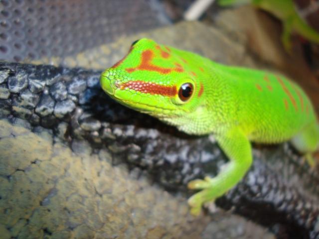 Phelsuma madagascariensis