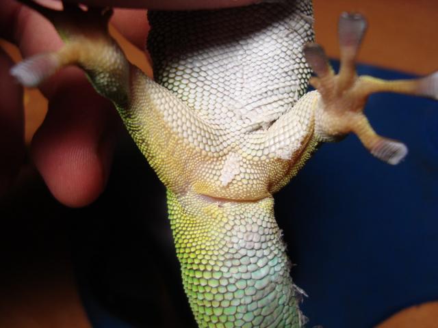 Lytis