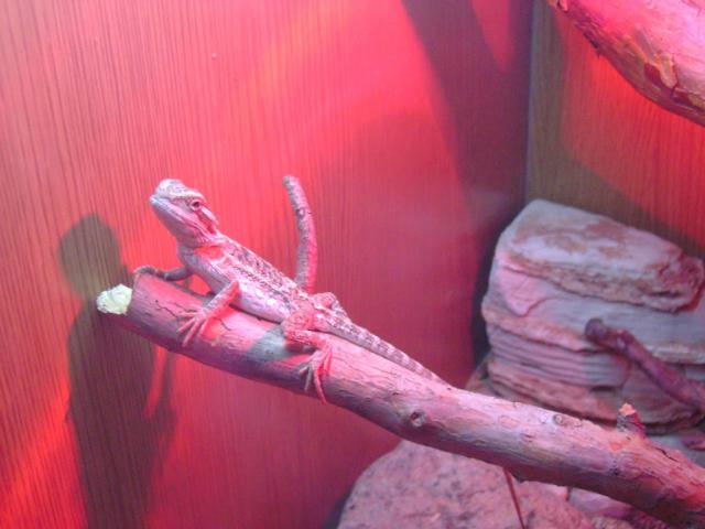 barzdotoji agama