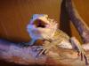 dsc04650mazza_t1.jpg