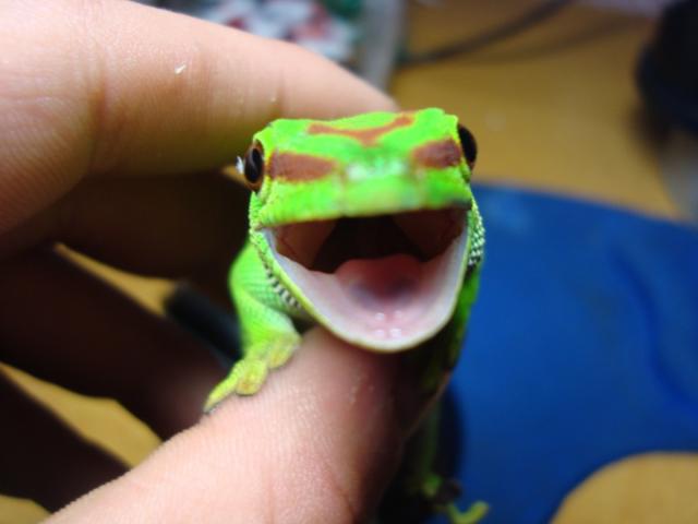 Phelsuma madagascariensis