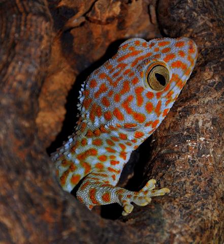 Gekko gecko