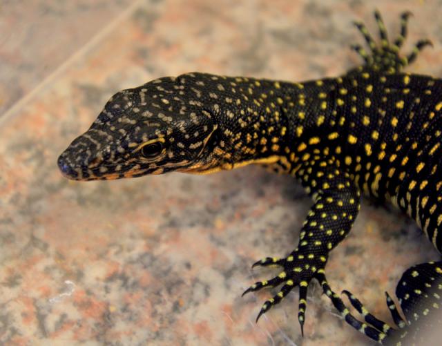 Varanus indicus