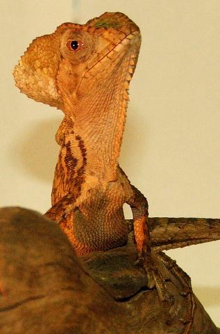 šalmagalvė iguana