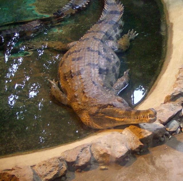 Ryga zoo