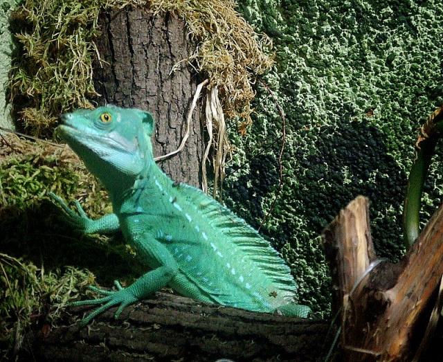 Ryga zoo