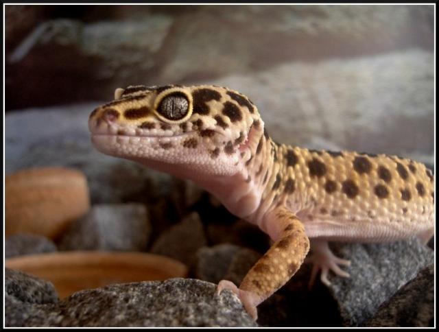 E. macularius