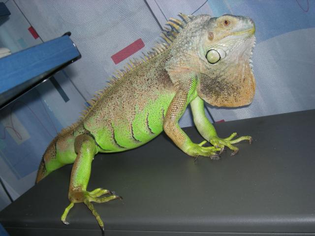 Iguana