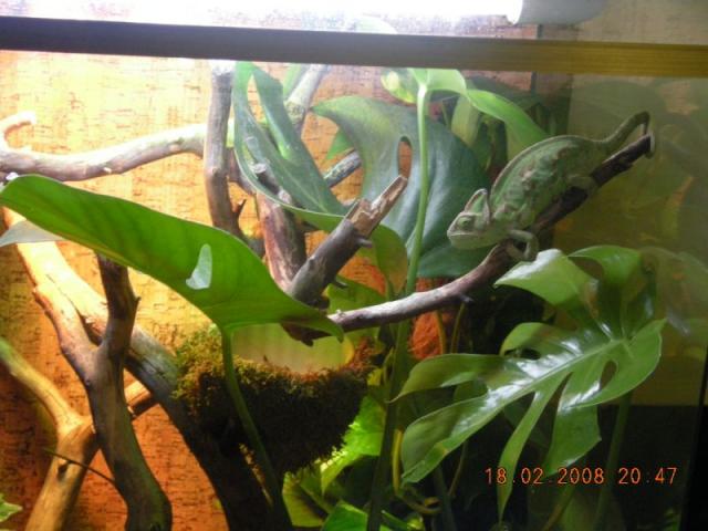 Chameleonas