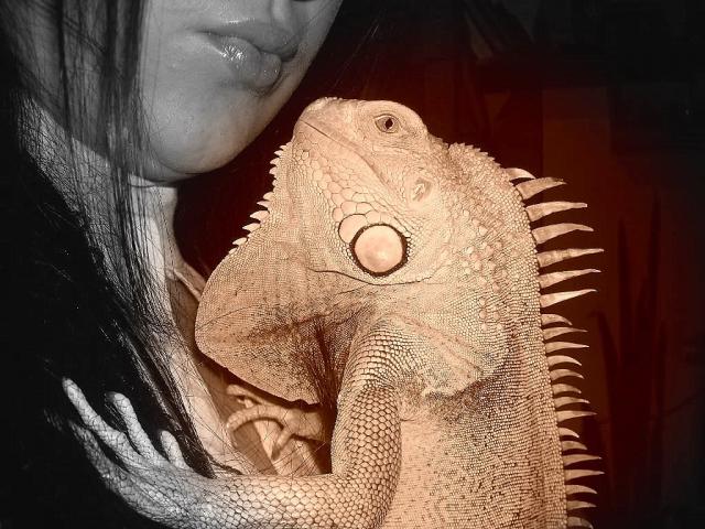 Iguana