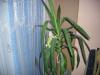 dscn1623_t1.jpg