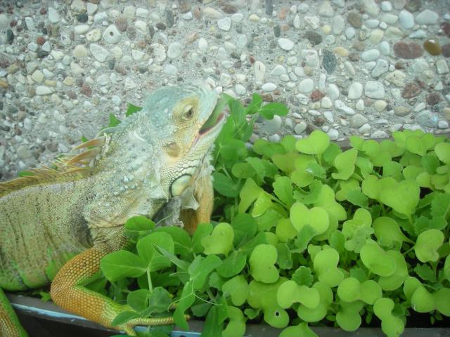 Iguana