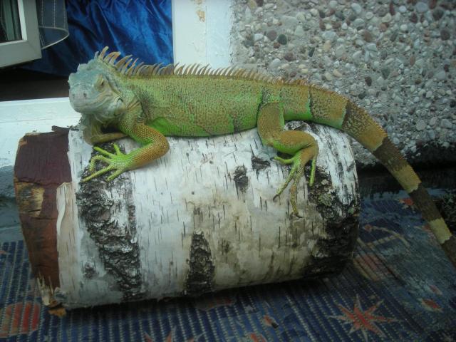 Iguana