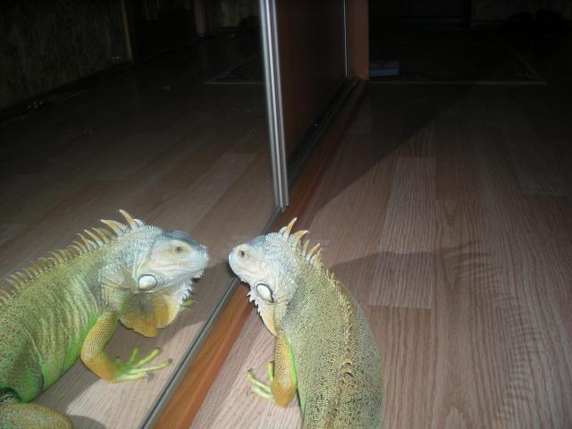 Iguana