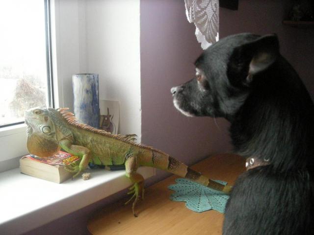 Iguana su draugeliu