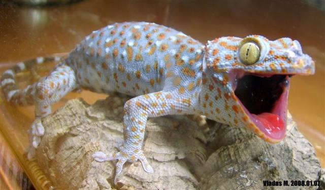 Gekko gecko 