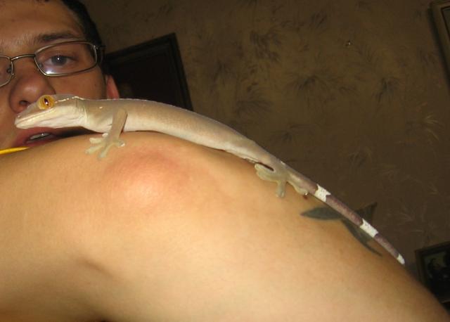 Gekko vittatus