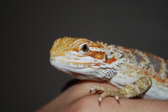 Agama