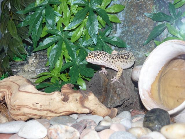 Eublepharis macularius 