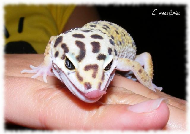 E. macularius