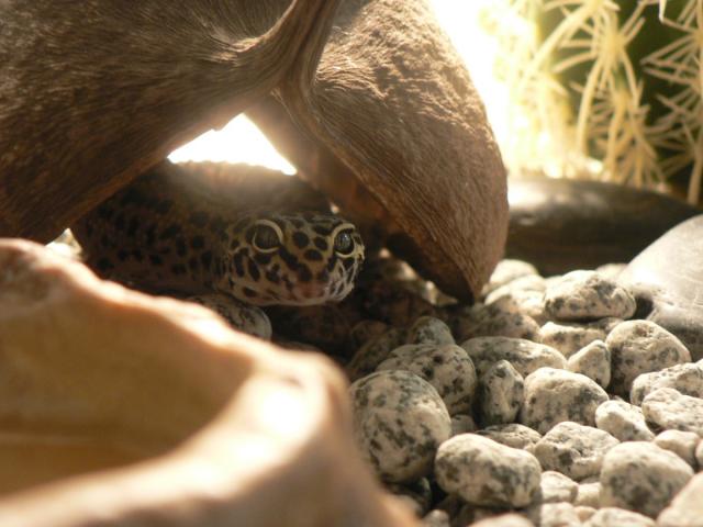 Eublepharis macularius