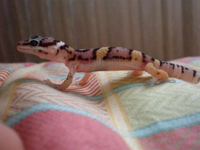 Eublefariukas