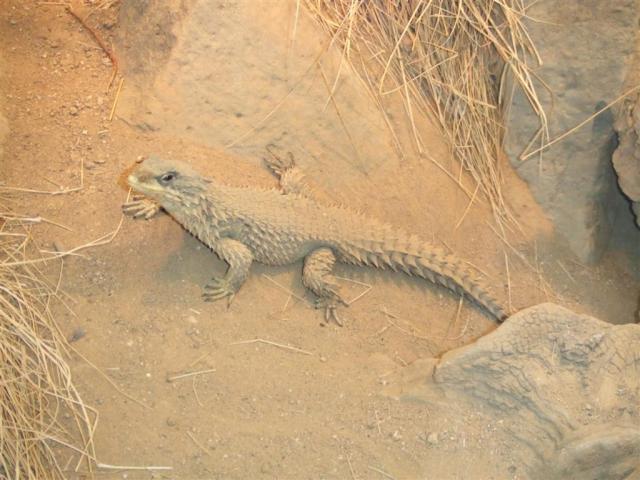 Grazuolis