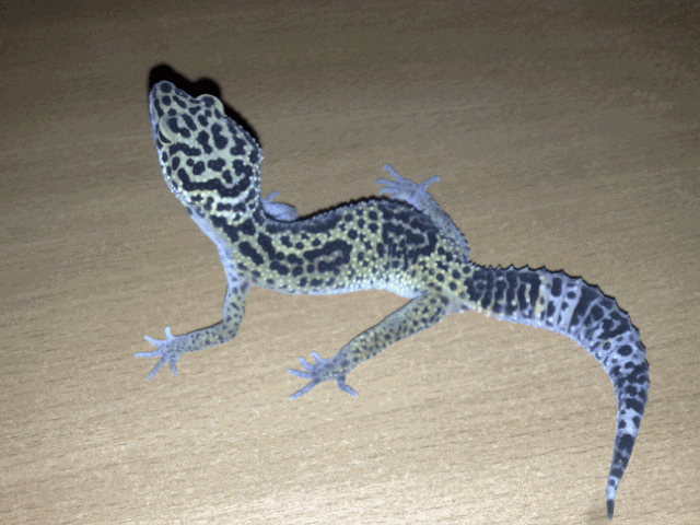 Gecko