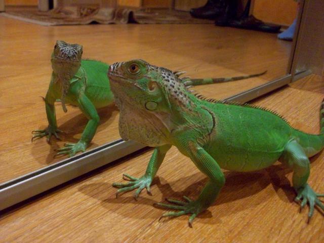 green iguana