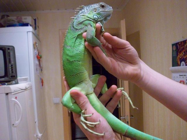 Green iguana