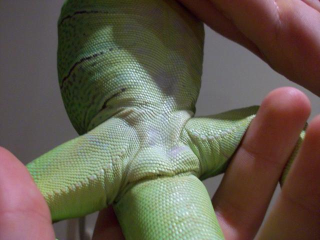 Green iguana