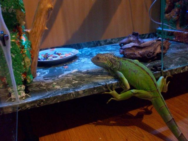 green iguana