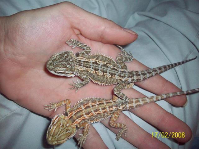 Barzdotoji agama